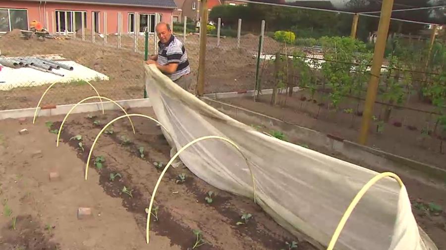 AU BOULOT DANS LE JARDIN POTAGER