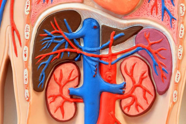 Cabotegravir + rilpivirine LA: goed voor de nieren, goed voor het bot