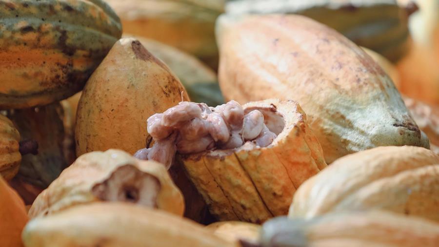 Une recherche de la VUB révèle comment les espèces de cacao et les levures déterminent le goût du chocolat