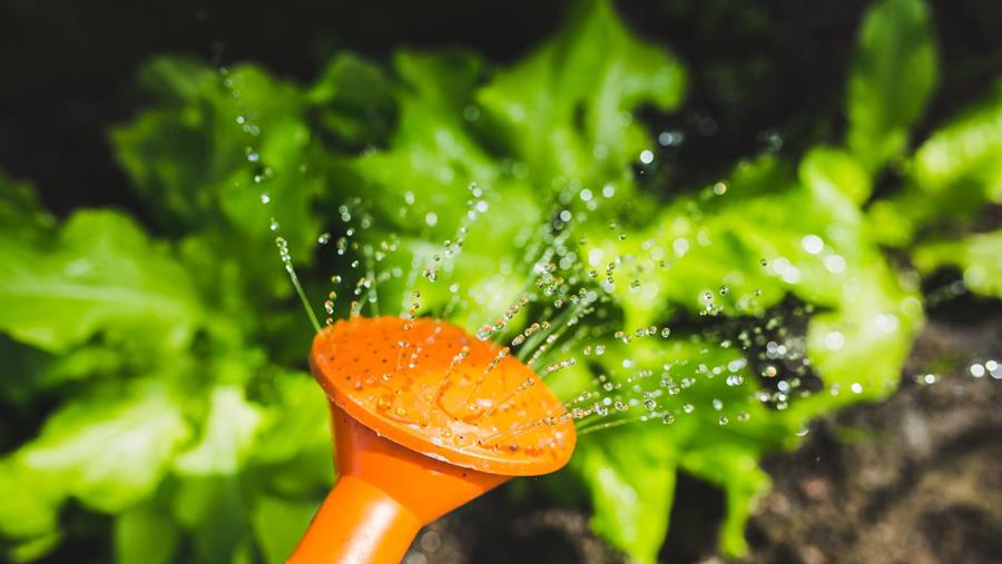 Arrosage mobile avec arrosoir ou pulvérisateur