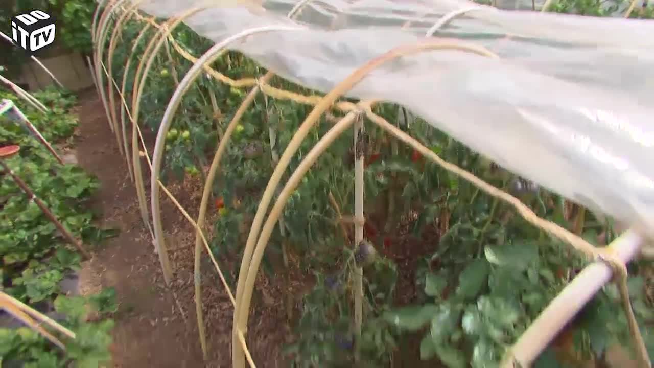 TOUT A SAVOIR SUR LES TOMATES